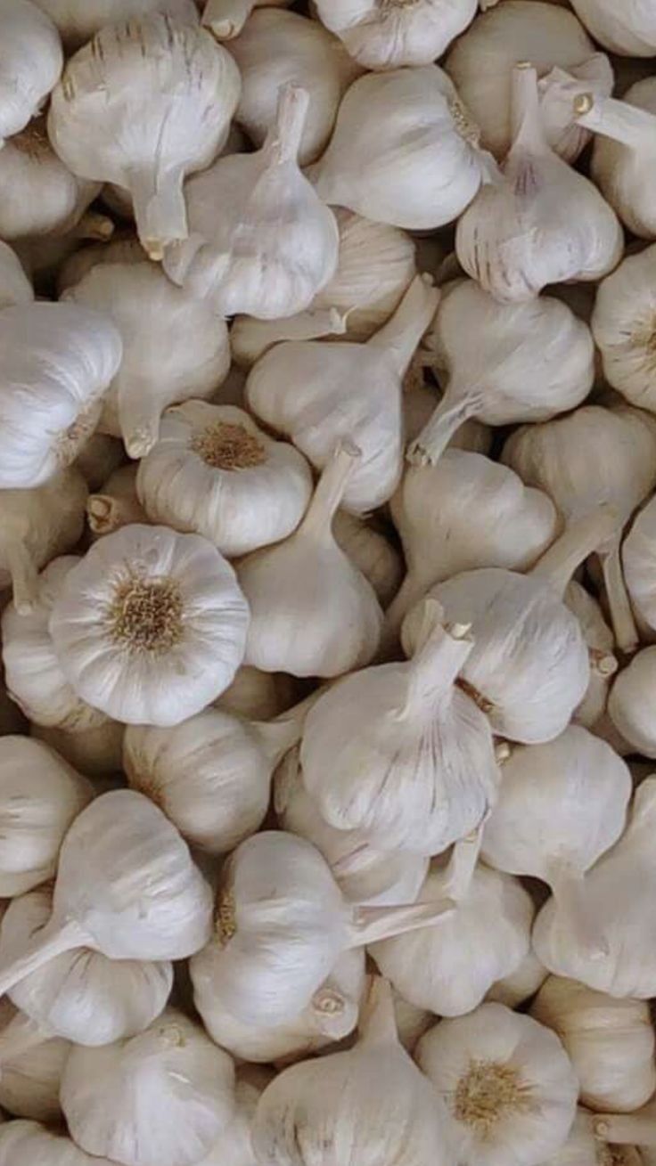 Garlic