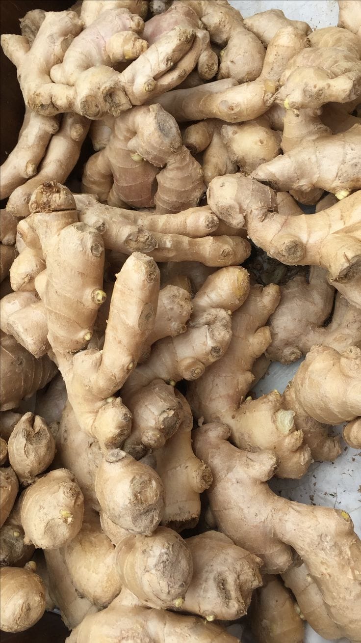 Ginger