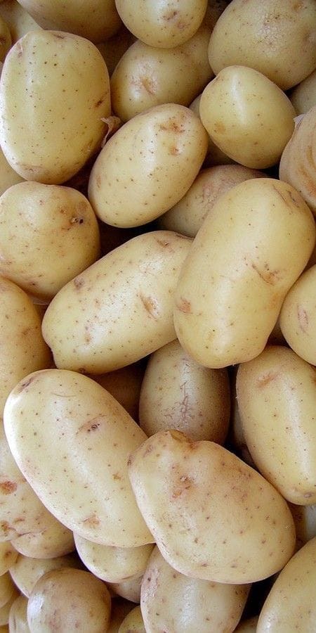 Potato
